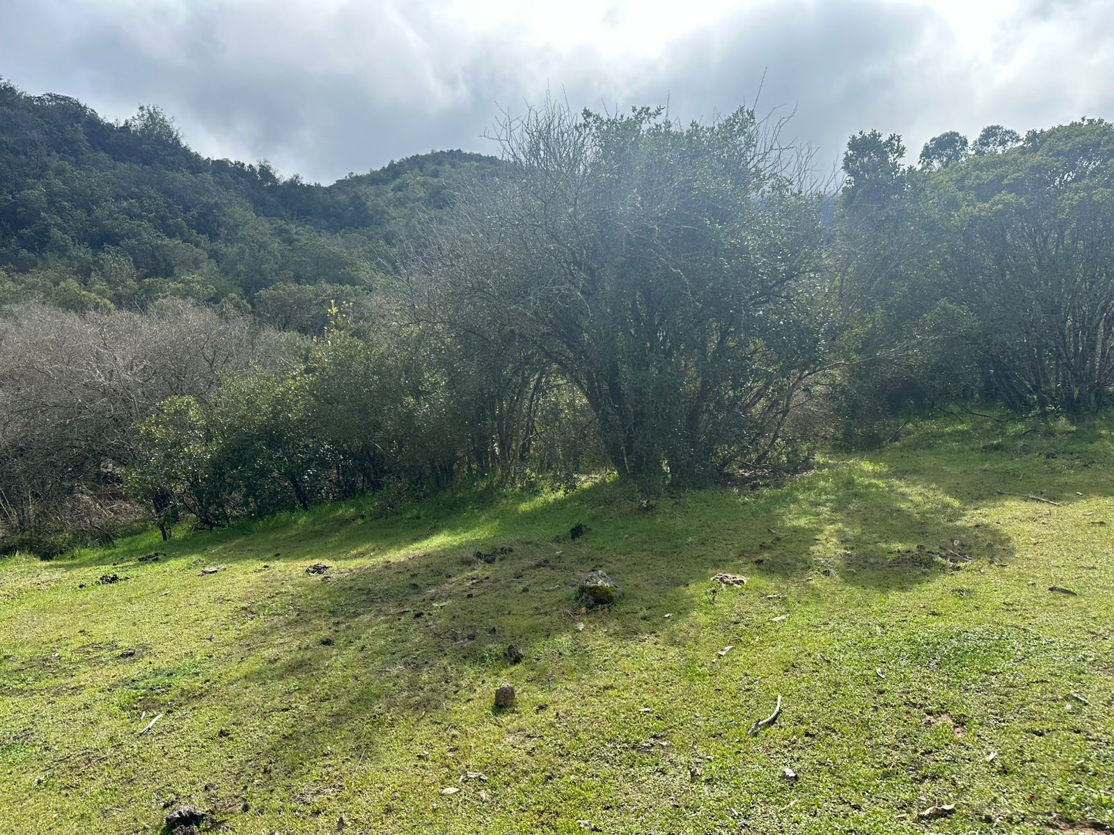 Pradera con arbustos nativos y cerros