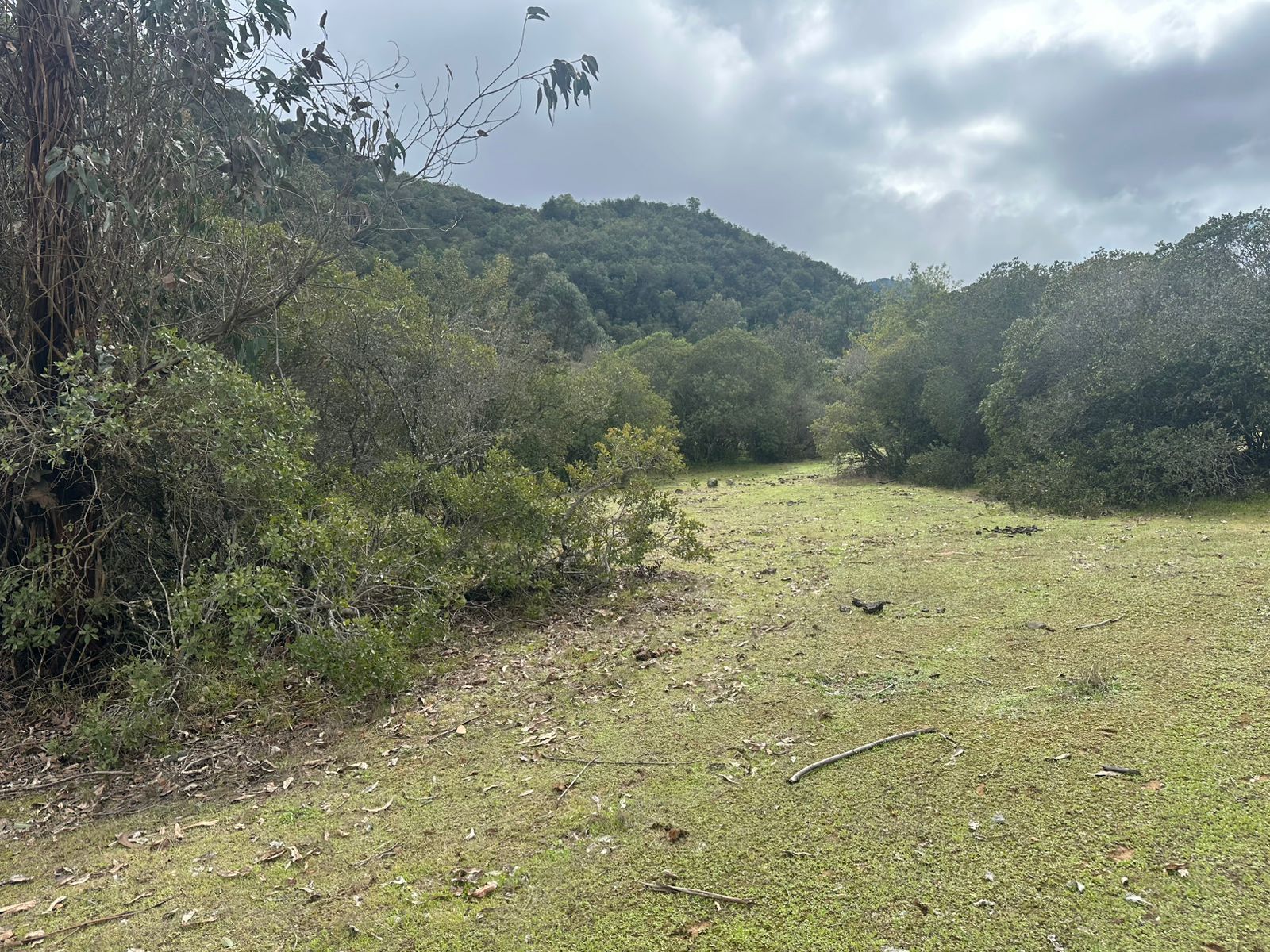 Claro con bosque nativo y cerro al fondo