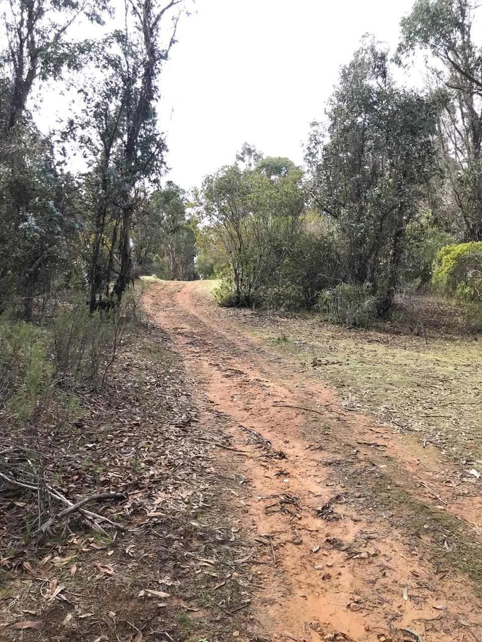 Camino de tierra entre árboles
