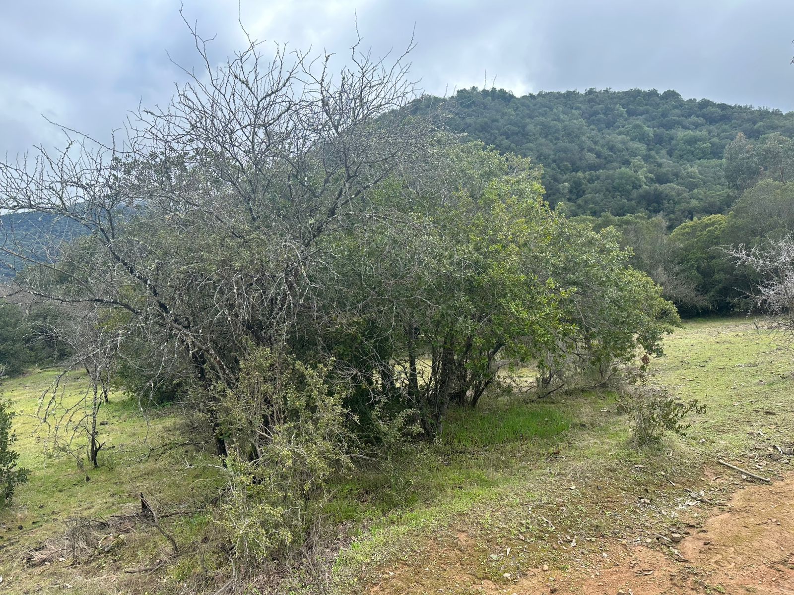 Arbustos nativos con cerro boscoso