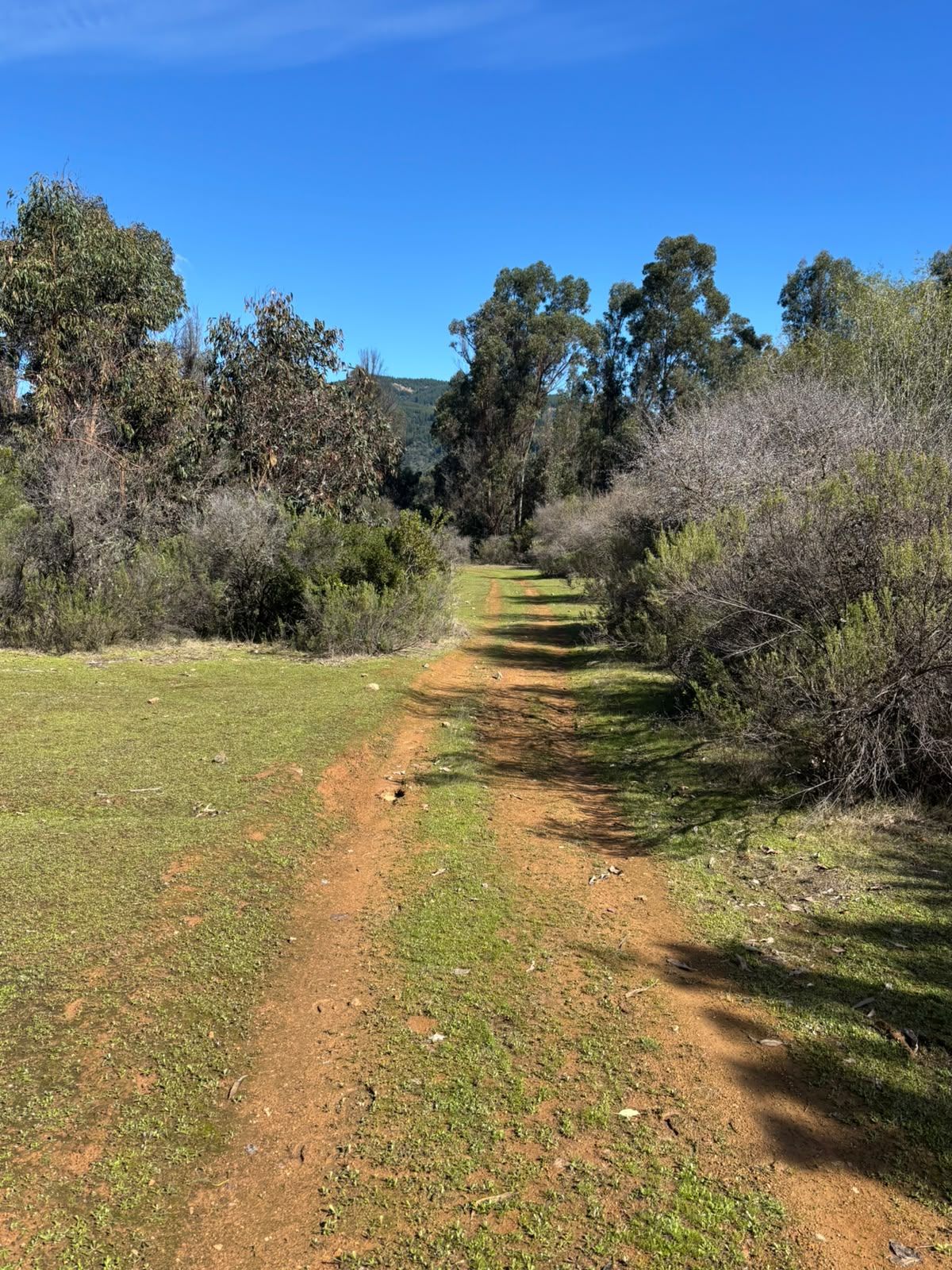 Camino entre matorral nativo