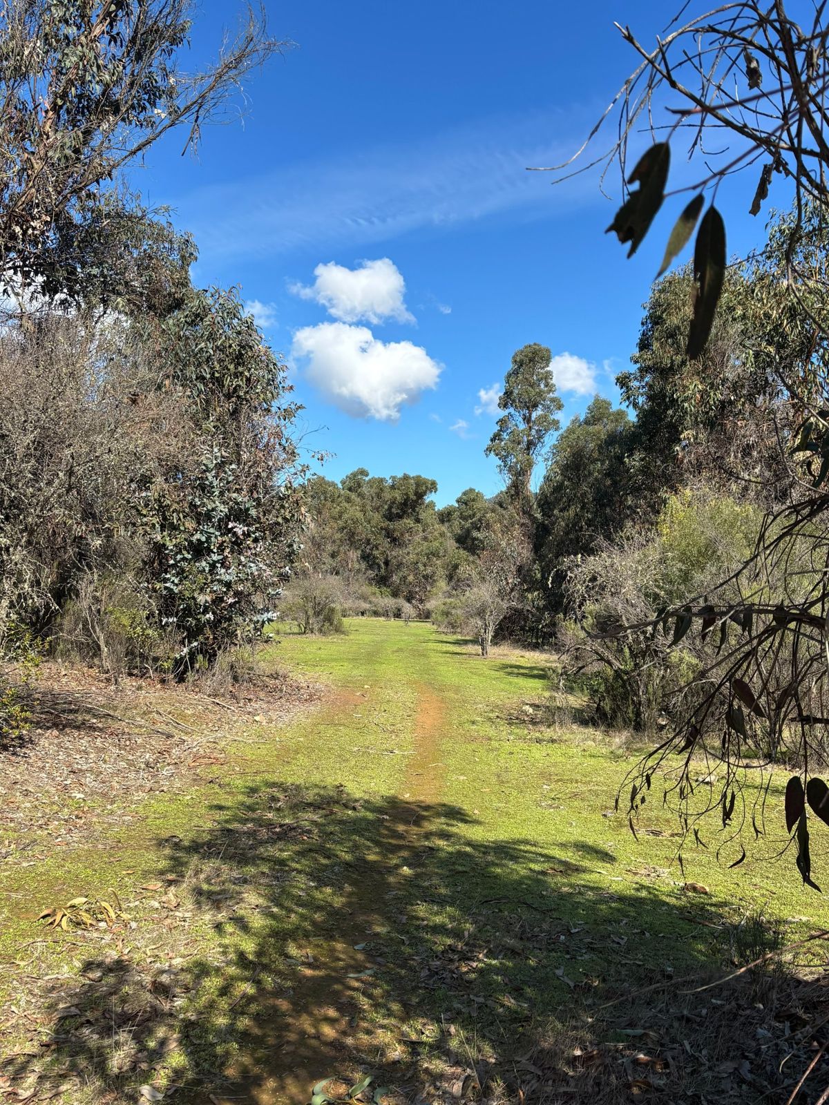Camino del sendero entre árboles y cielo azul
