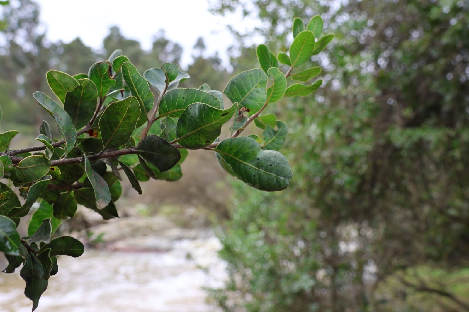 Detalle de hojas de árbol nativo junto al estero