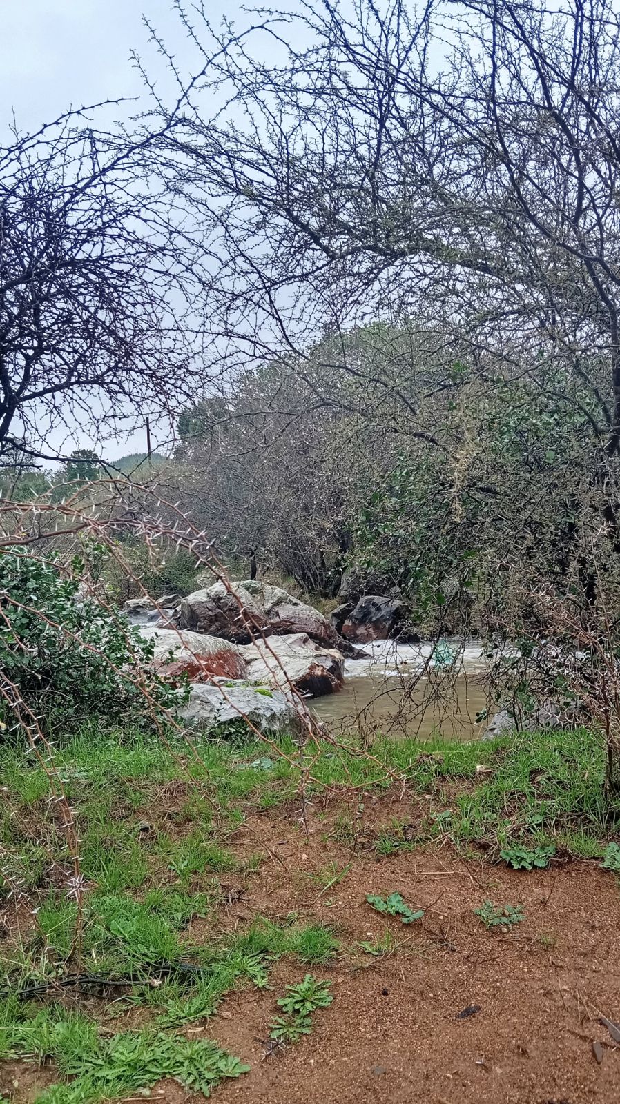 Estero con rocas rodeado de vegetación nativa